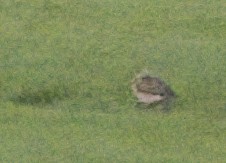 Upland Sandpiper - ML641574441