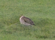Upland Sandpiper - ML641574448