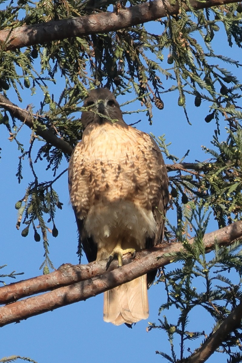 Red-tailed Hawk - ML641574461