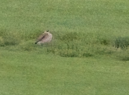 Upland Sandpiper - ML641574470