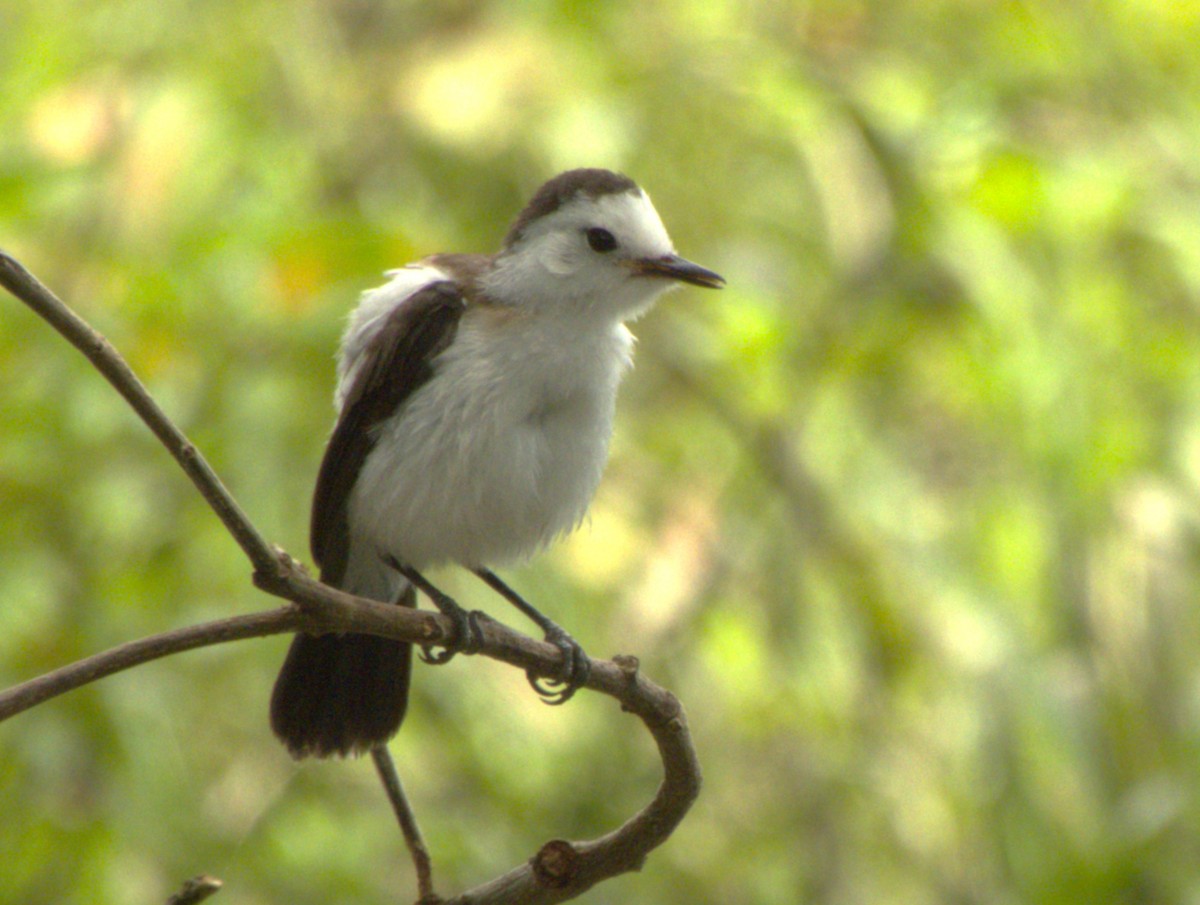 Pied Water-Tyrant - ML641574473