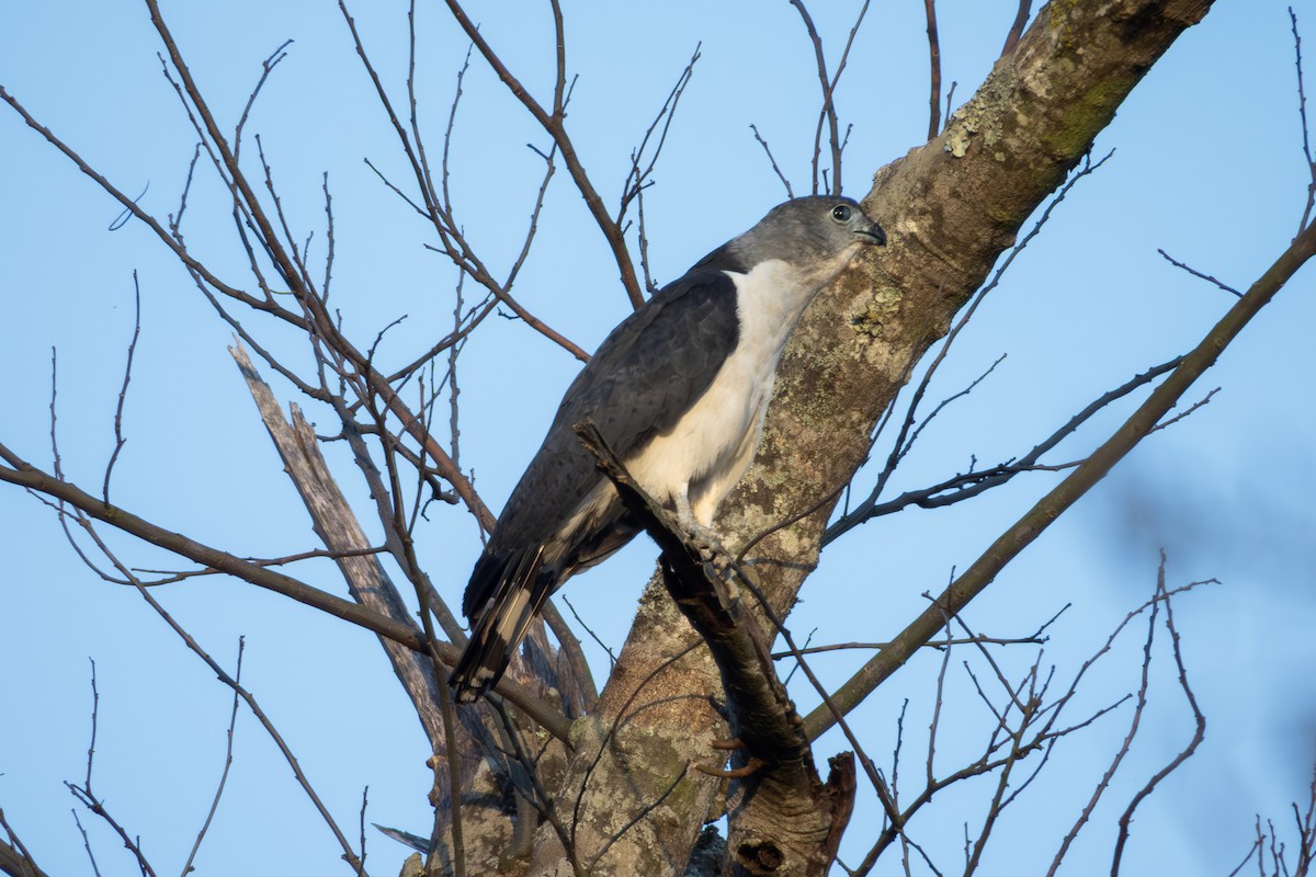 Gray-headed Kite - ML641574507