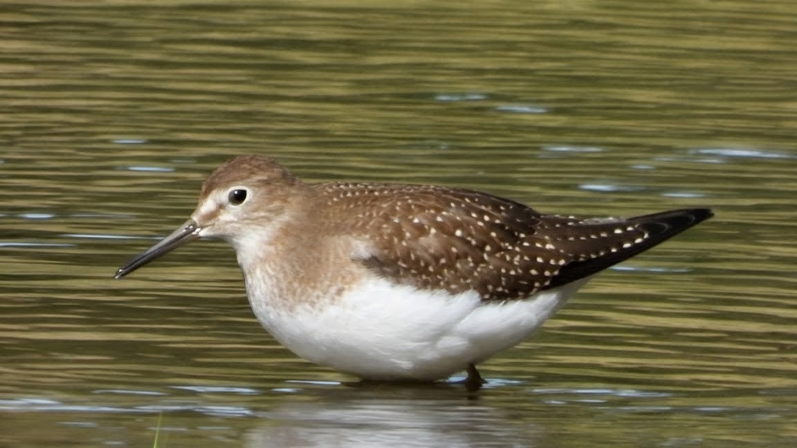 Solitary Sandpiper - ML641574518