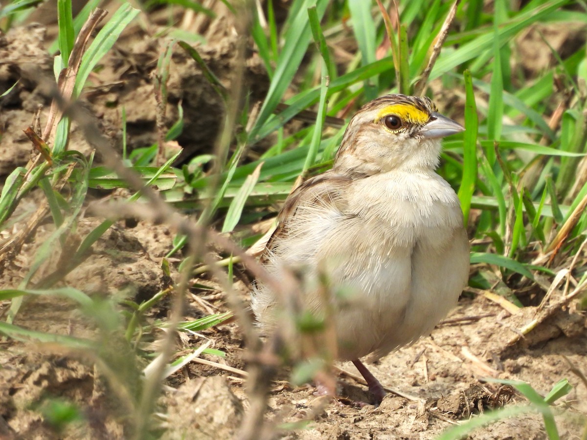 Yellow-browed Sparrow - ML641574534