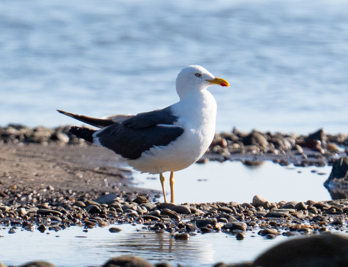 Gaviota Sombría - ML641574543