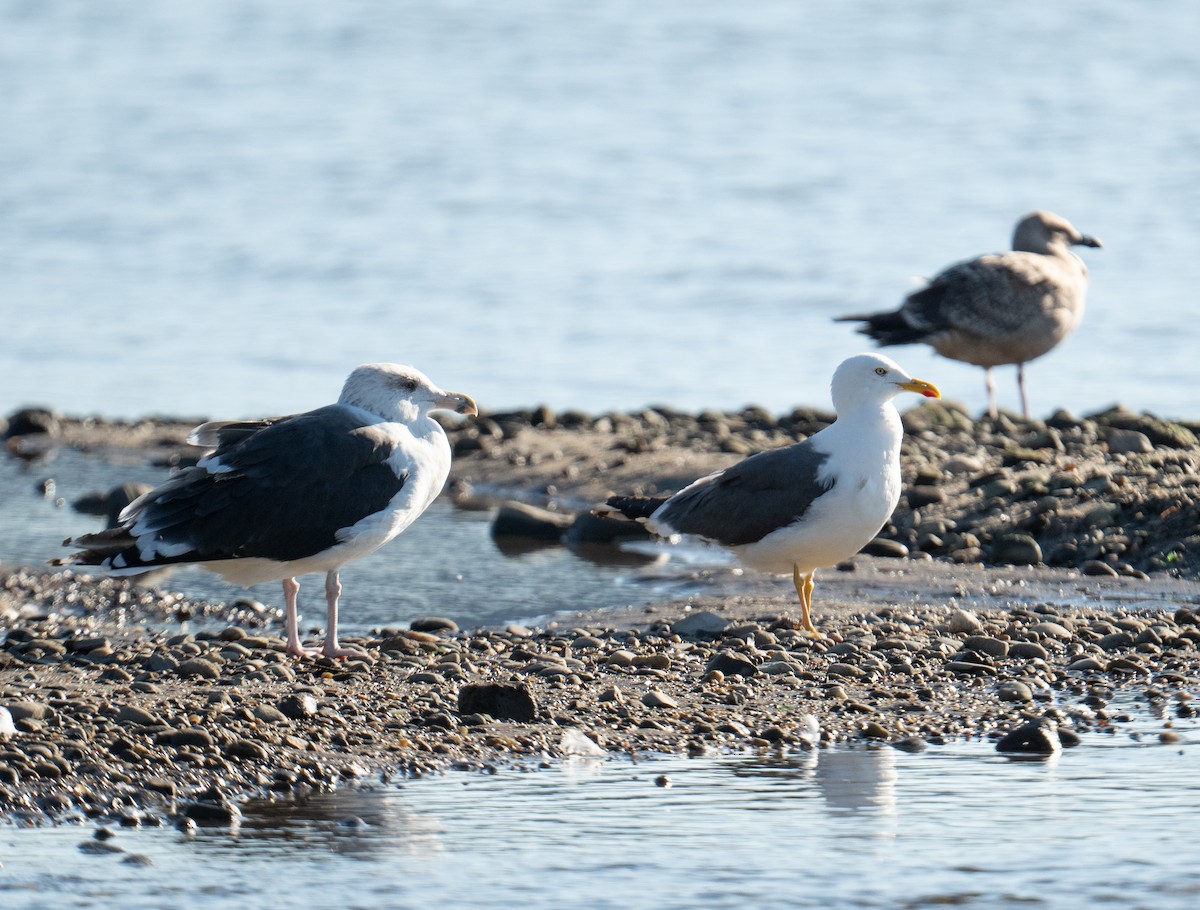 Gaviota Sombría - ML641574545