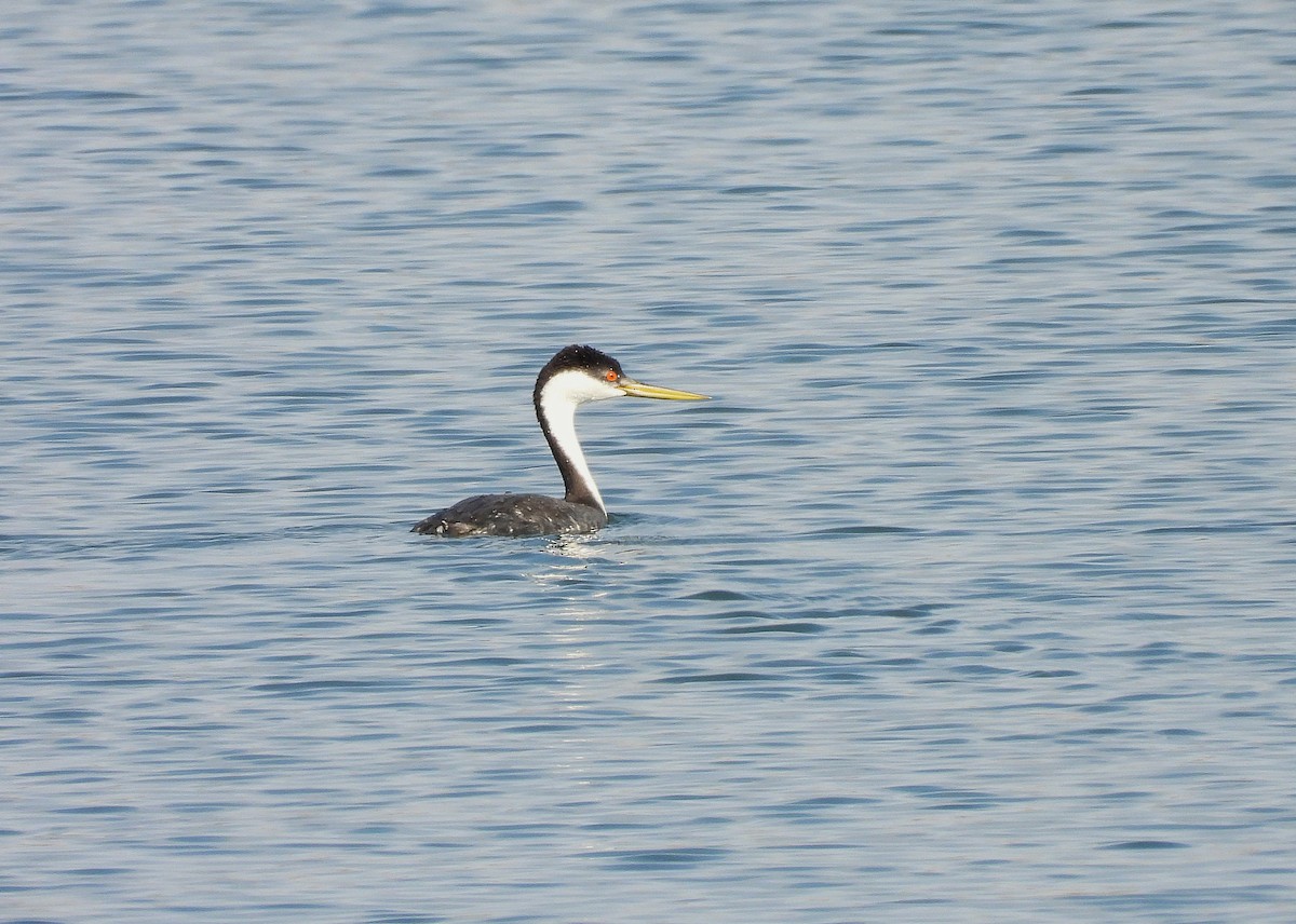 Western Grebe - ML641574550