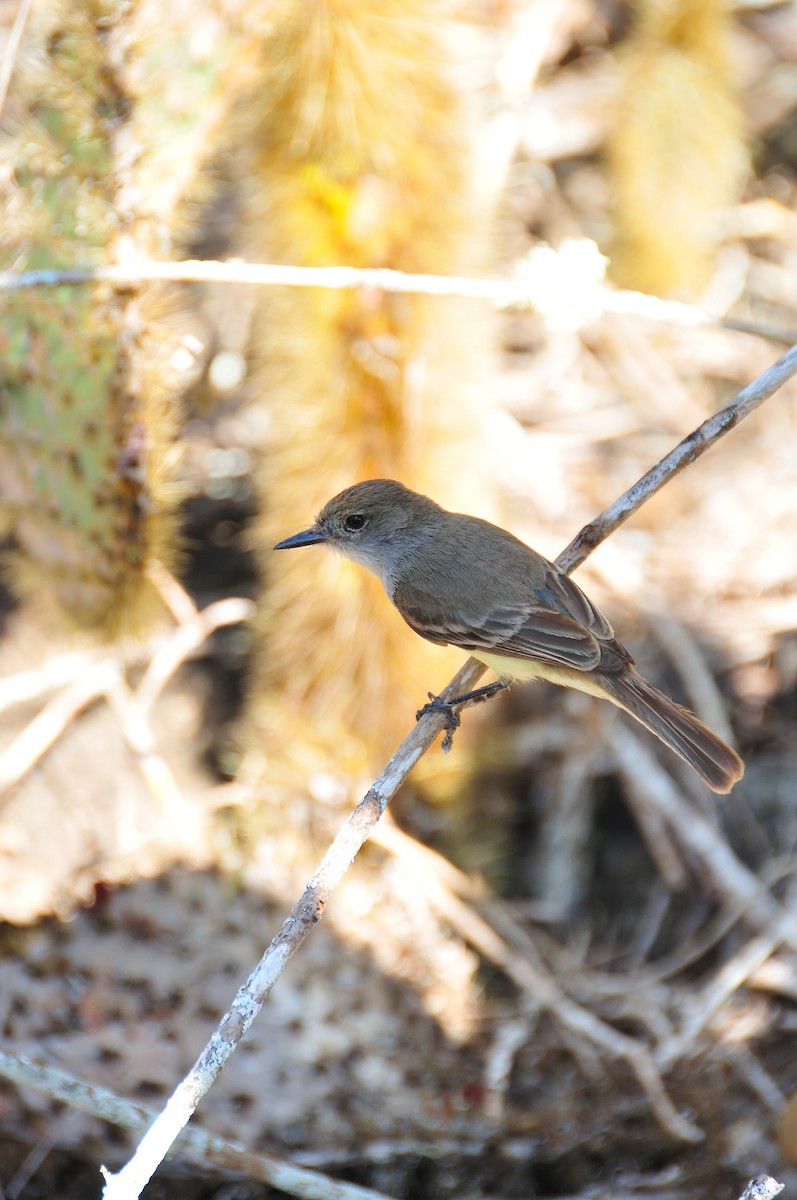 Galapagos Flycatcher - ML641574560
