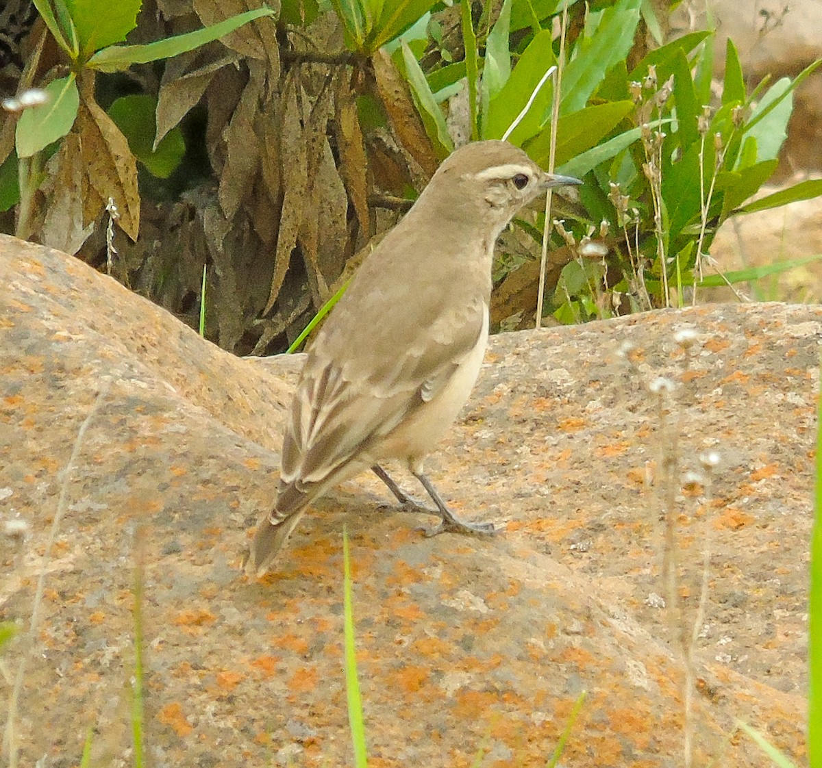 Rufous-banded Miner - ML641574609