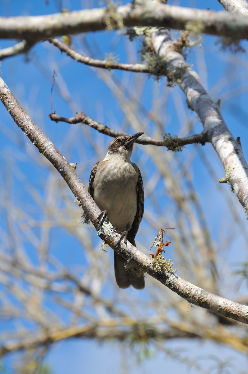Galapagos Mockingbird - ML641574613
