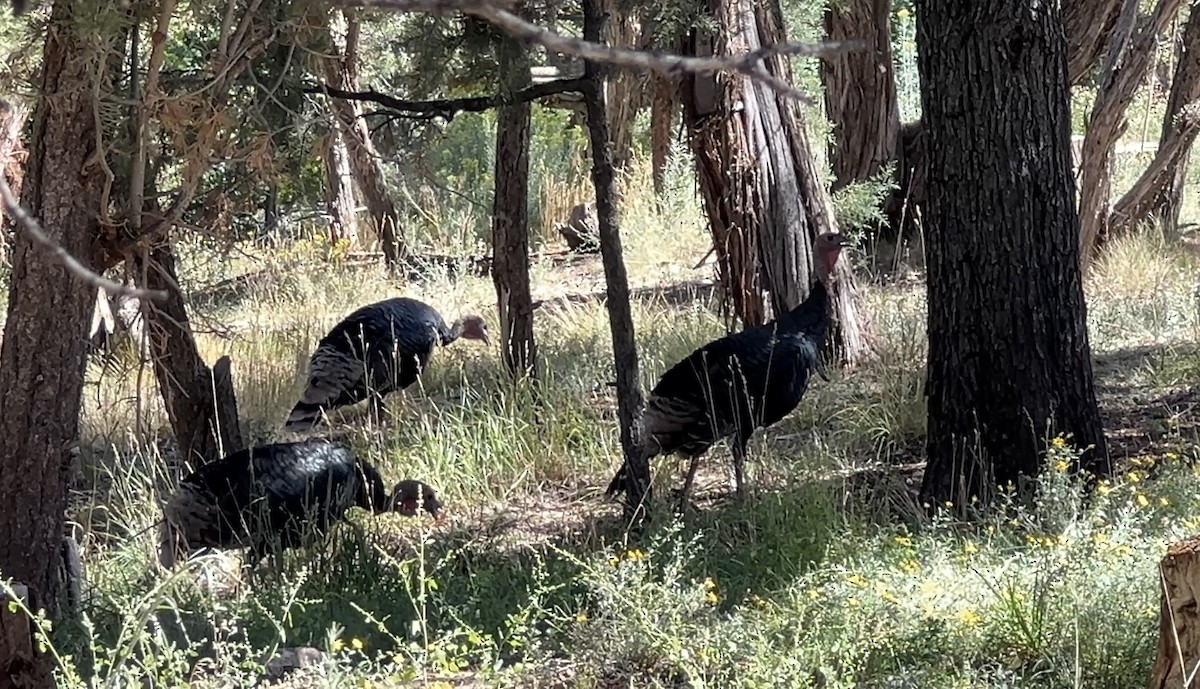 Wild Turkey - ML641574621