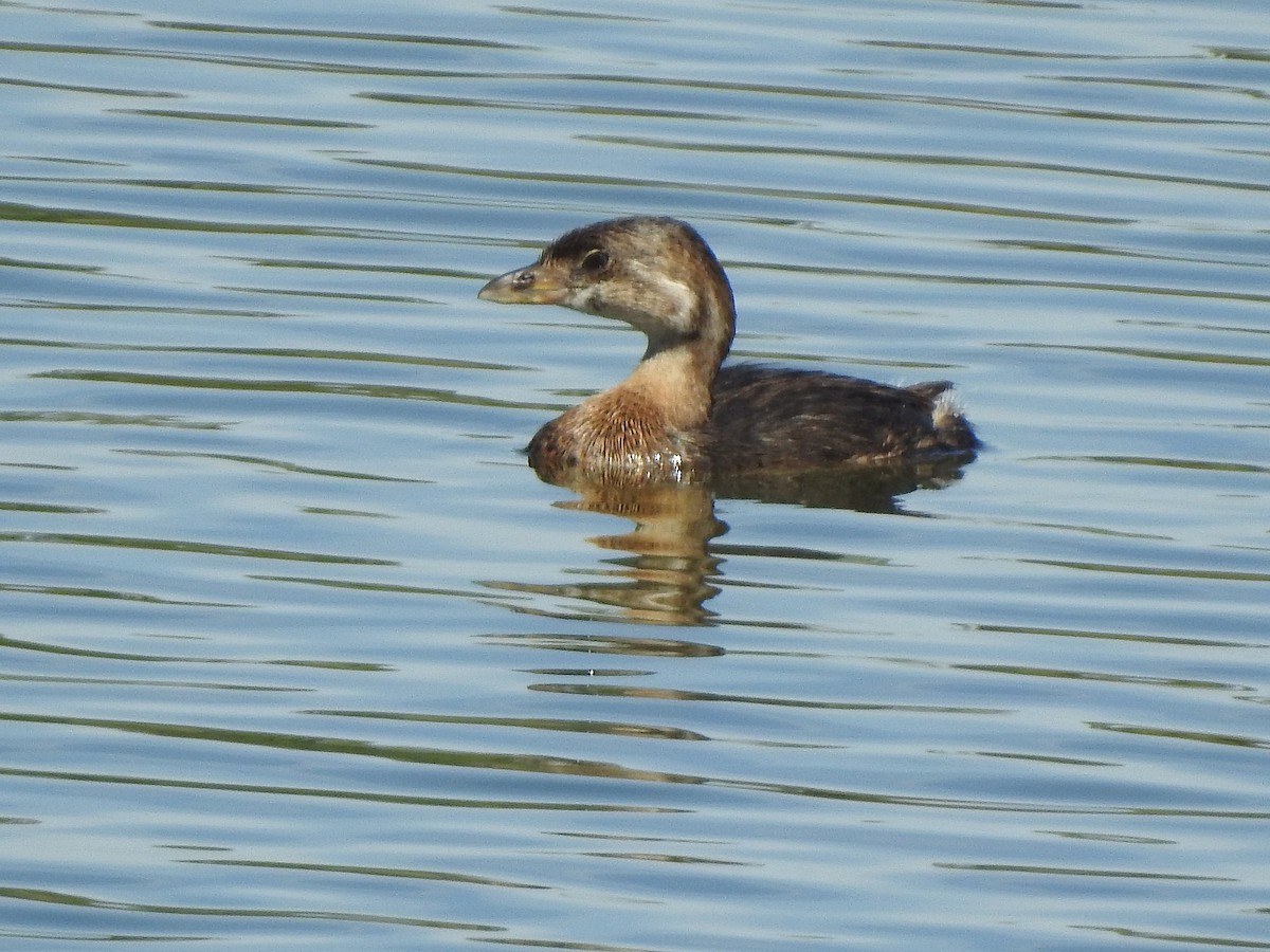 Pied-billed Grebe - ML641574658