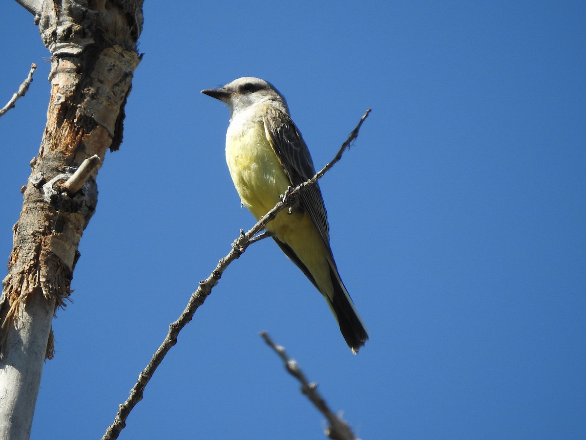 Western Kingbird - ML641574670