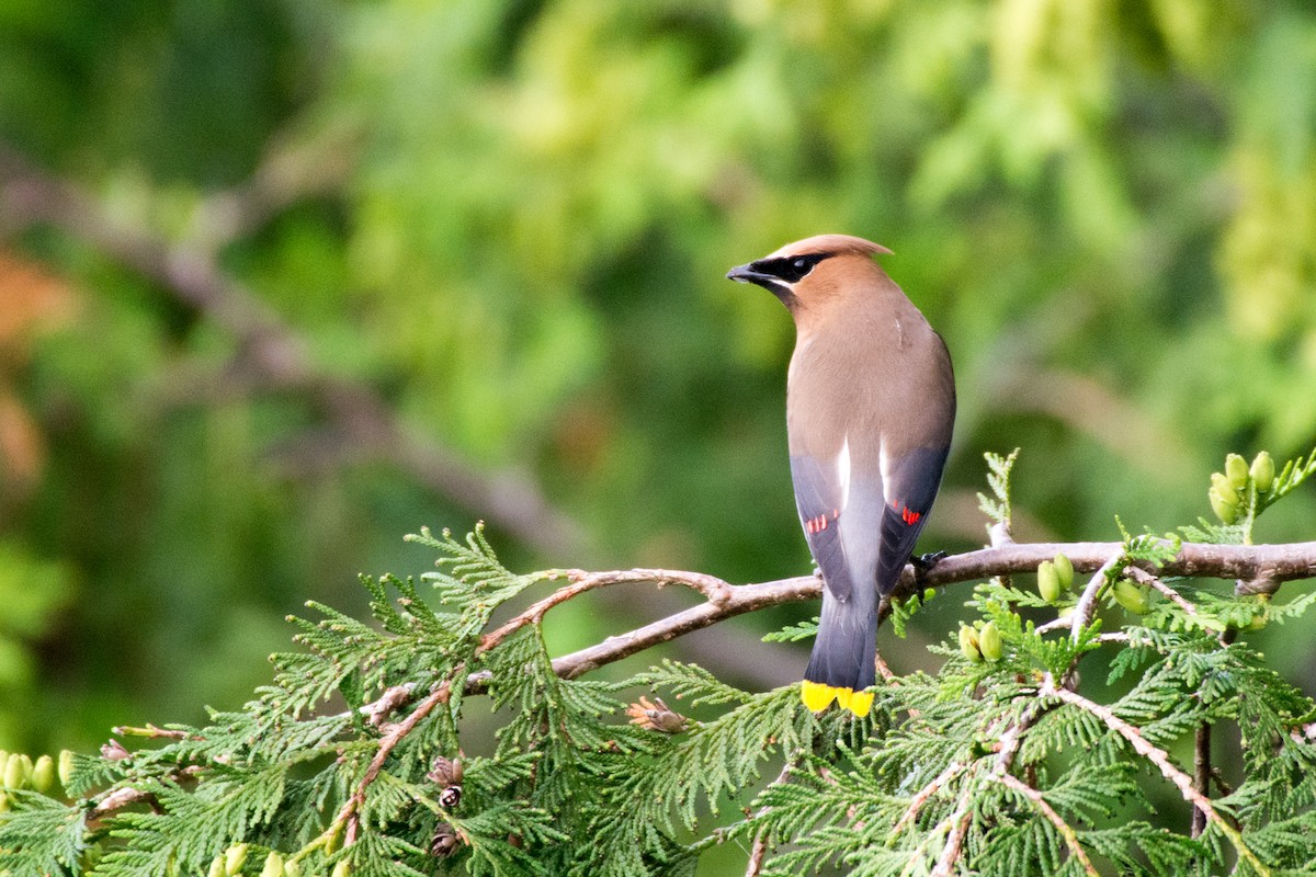 Cedar Waxwing - ML64157471