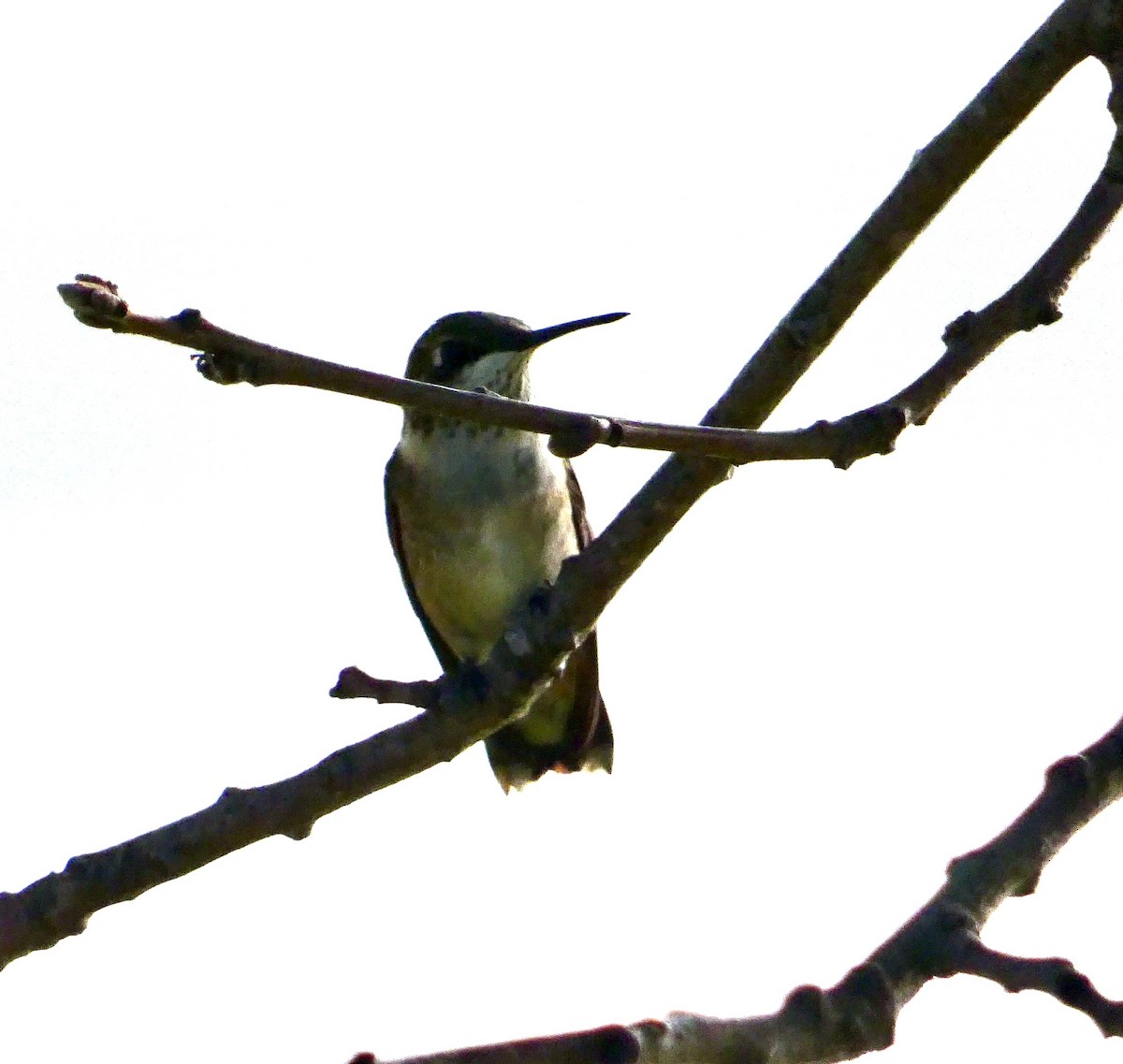 Ruby-throated Hummingbird - ML641574749