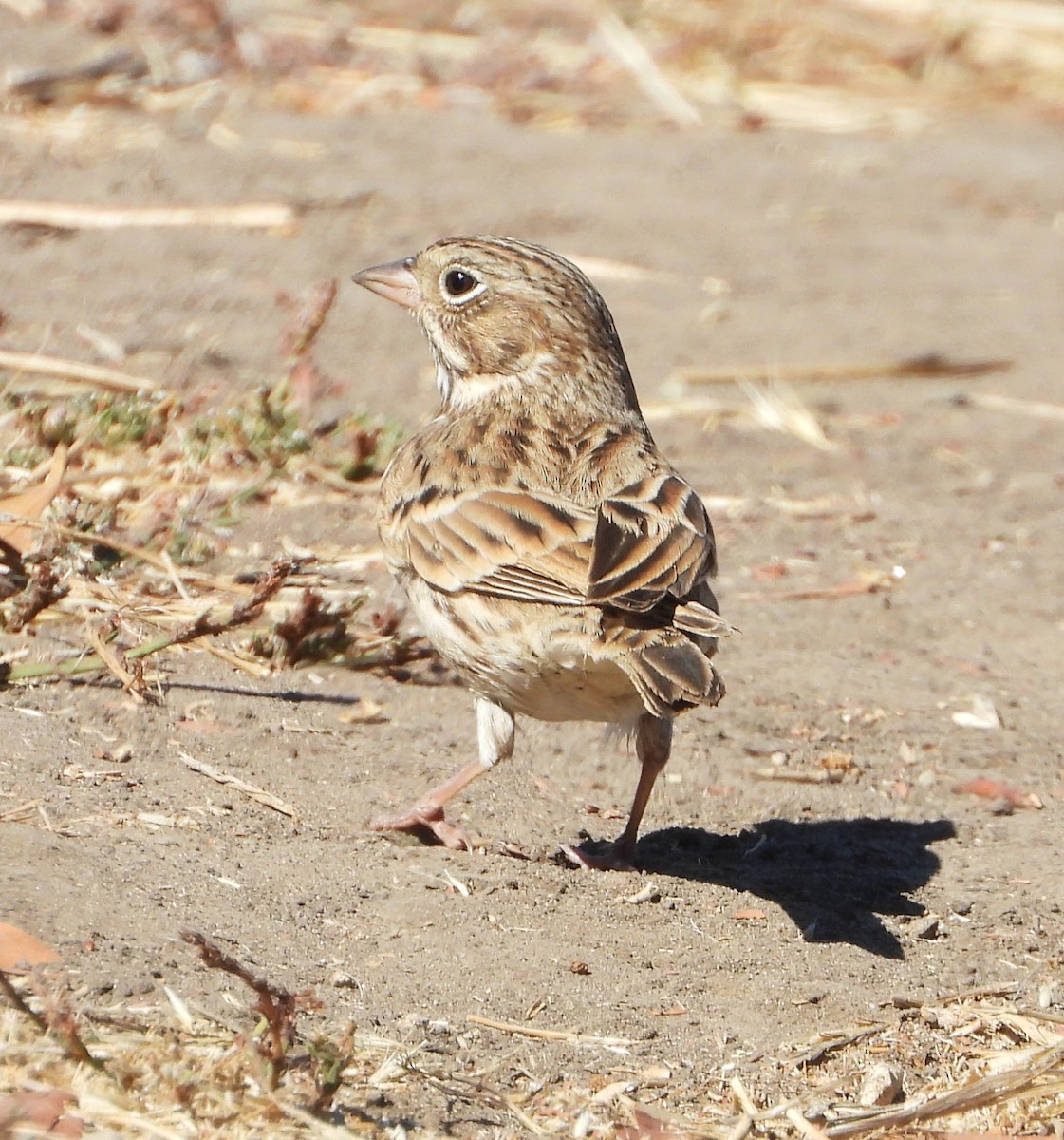 Vesper Sparrow - ML641574763