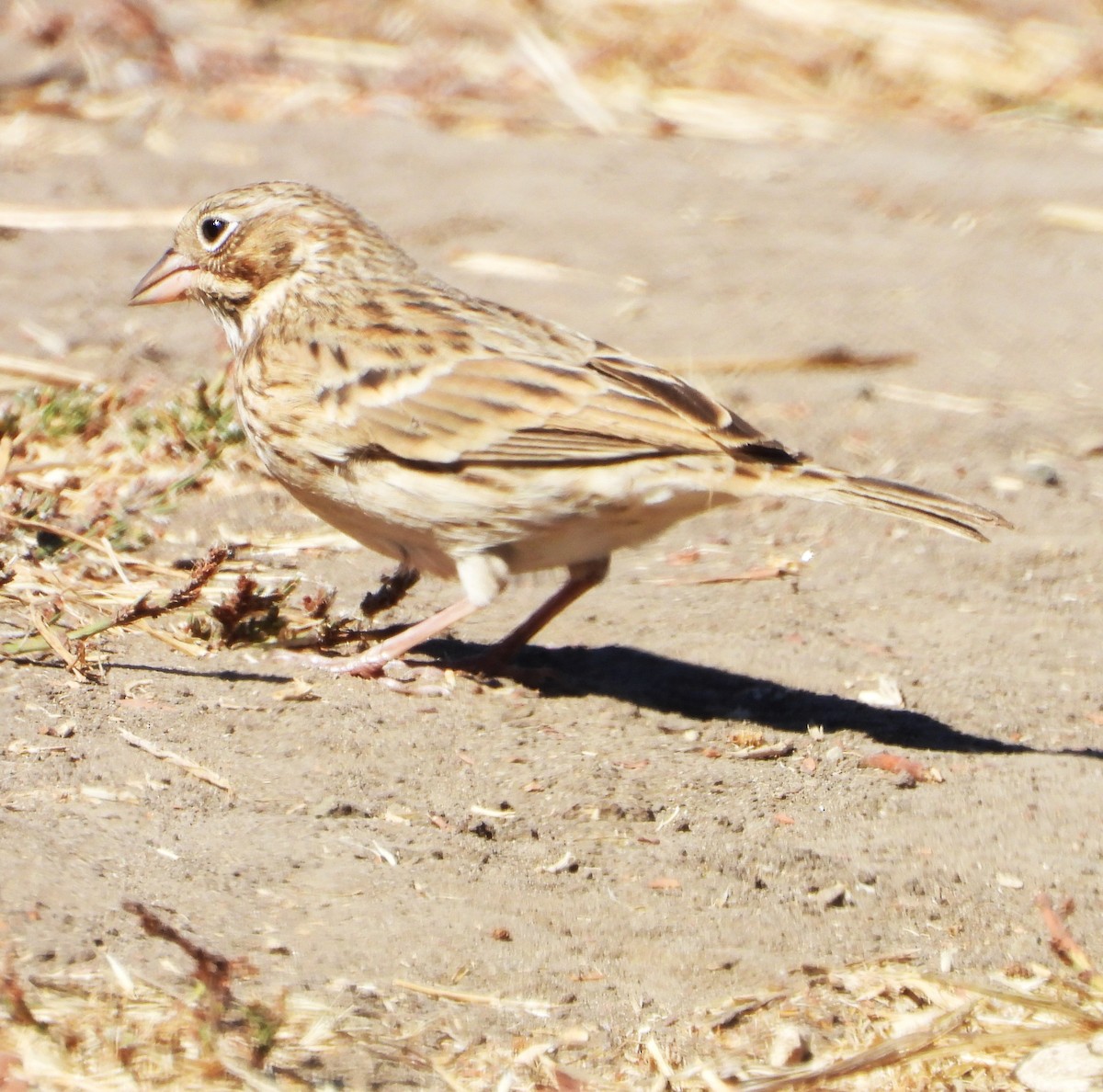 Vesper Sparrow - ML641574764
