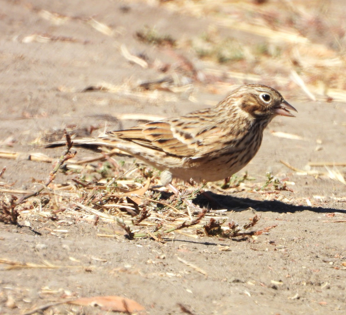 Vesper Sparrow - ML641574765