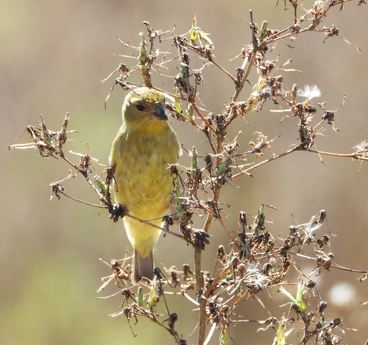 Lesser Goldfinch - ML641574771