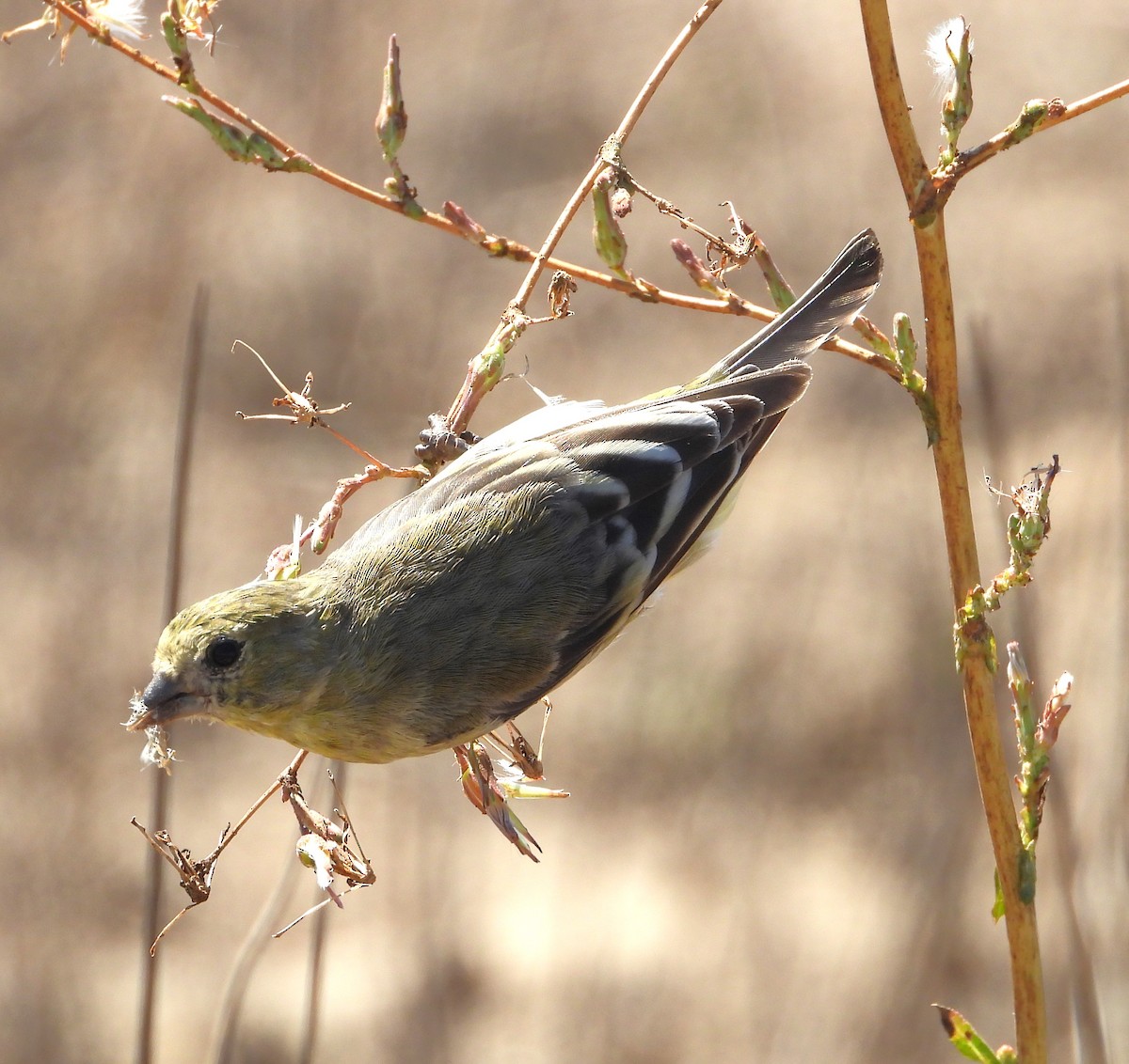 Lesser Goldfinch - ML641574772