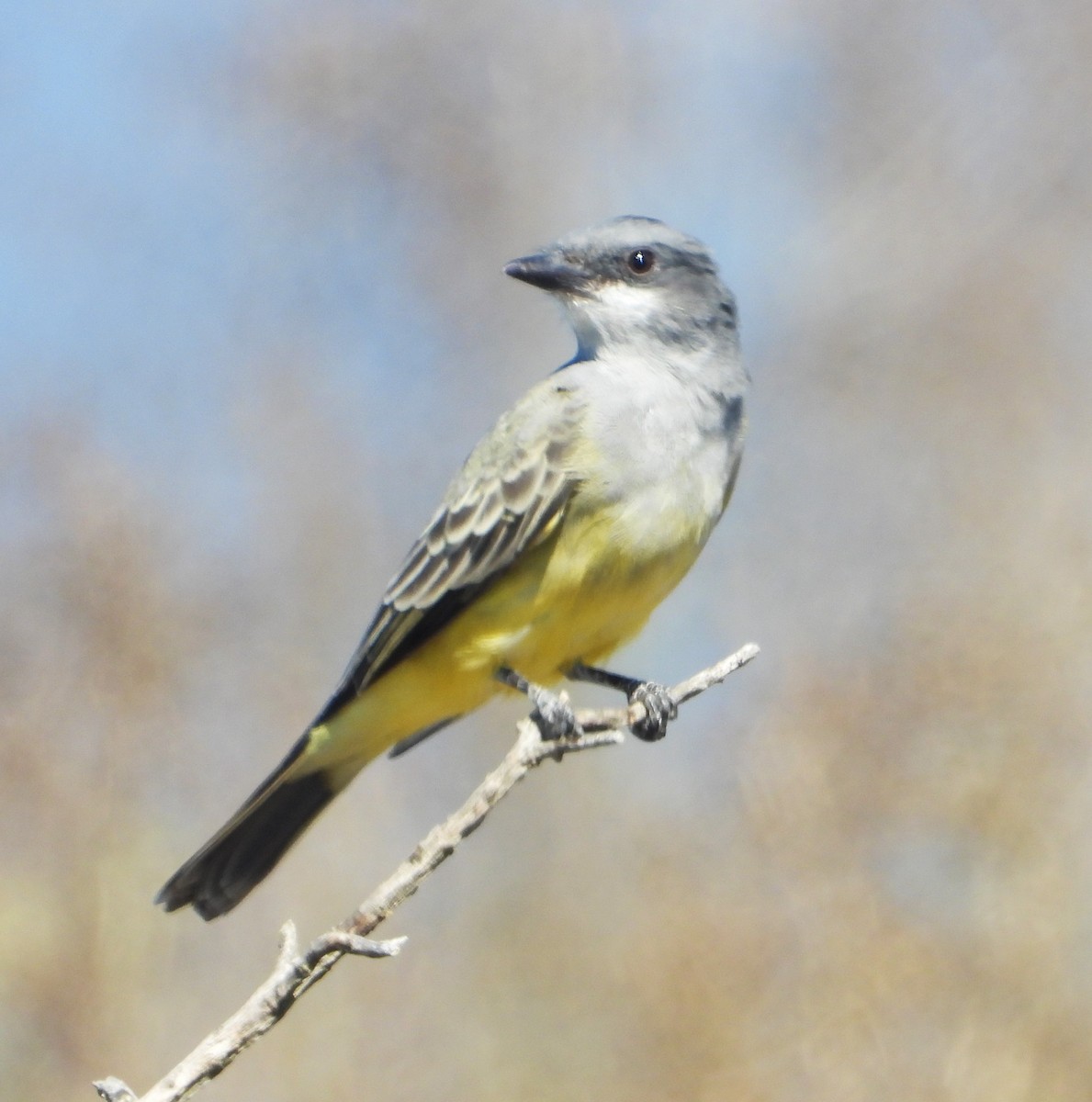 Cassin's Kingbird - ML641574788