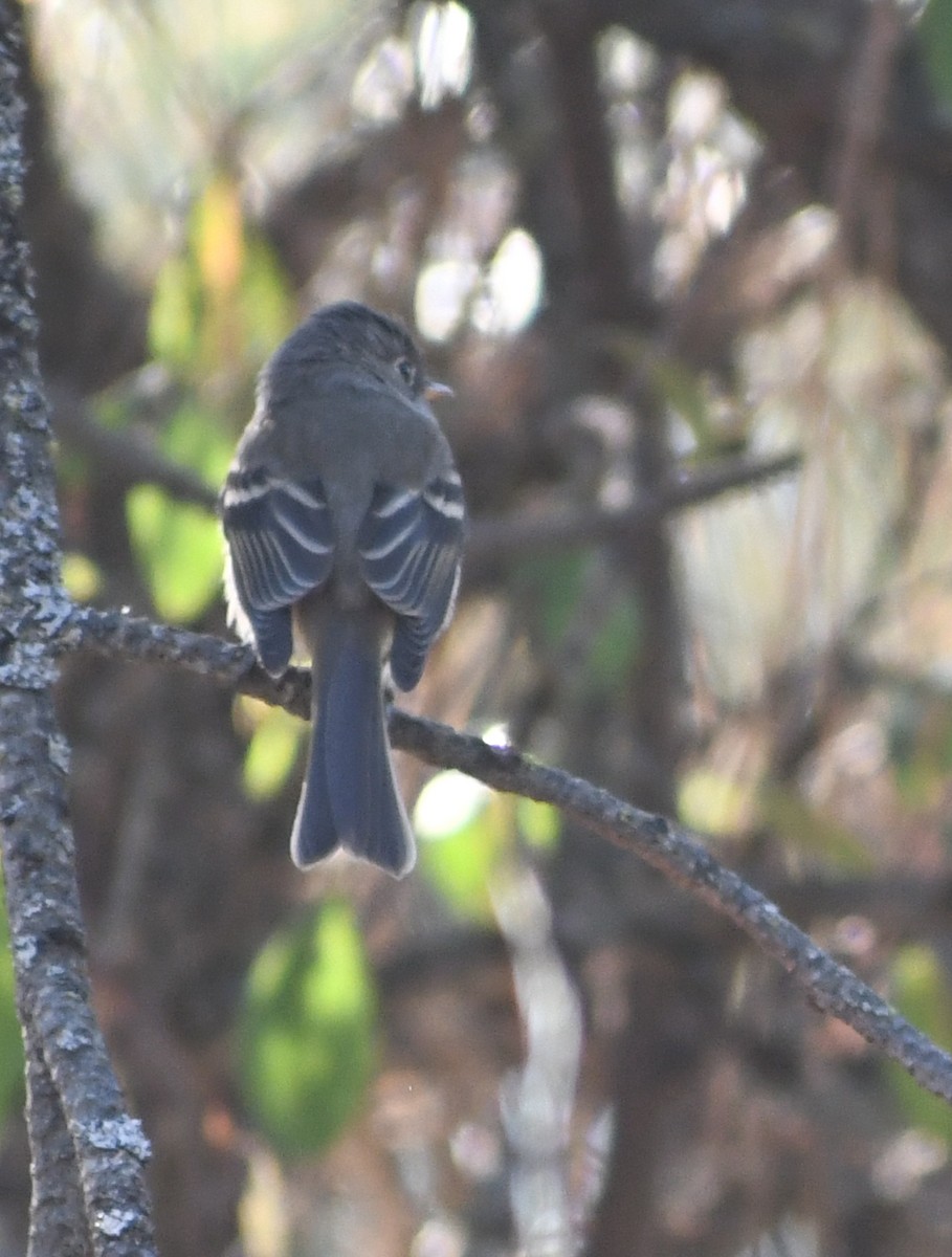 Gray Flycatcher - ML641574795