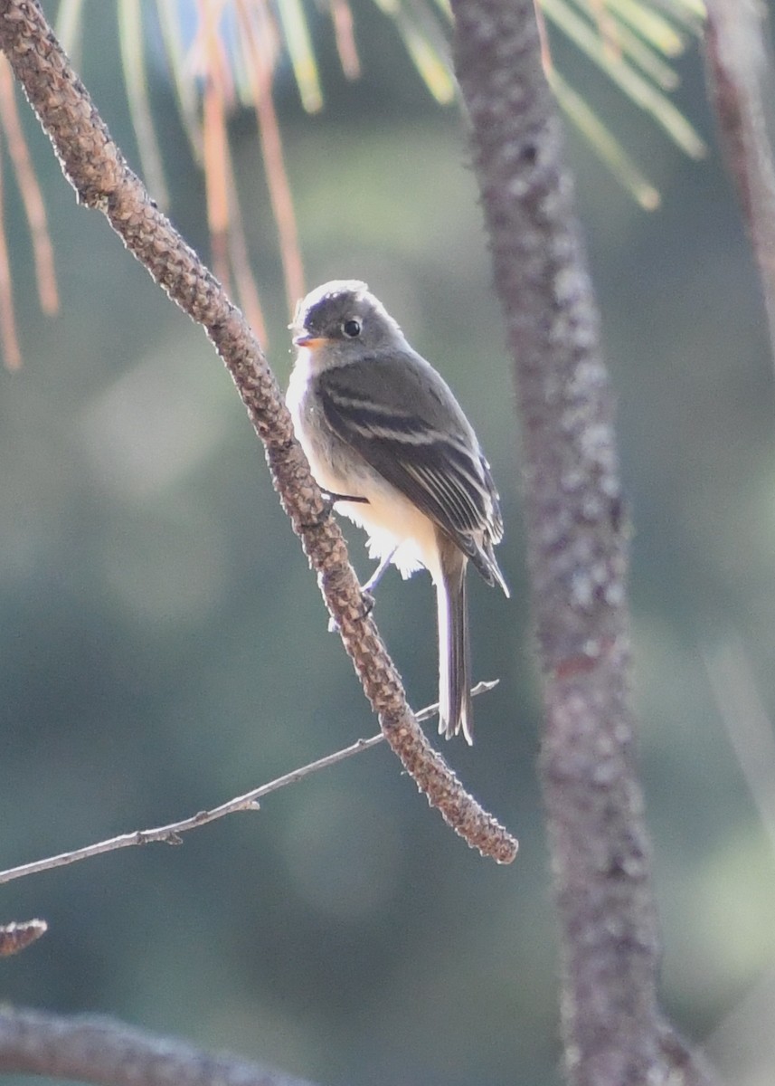 Gray Flycatcher - ML641574796