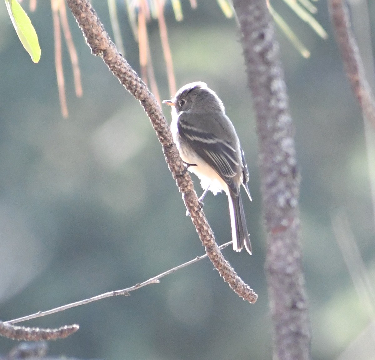 Gray Flycatcher - ML641574797