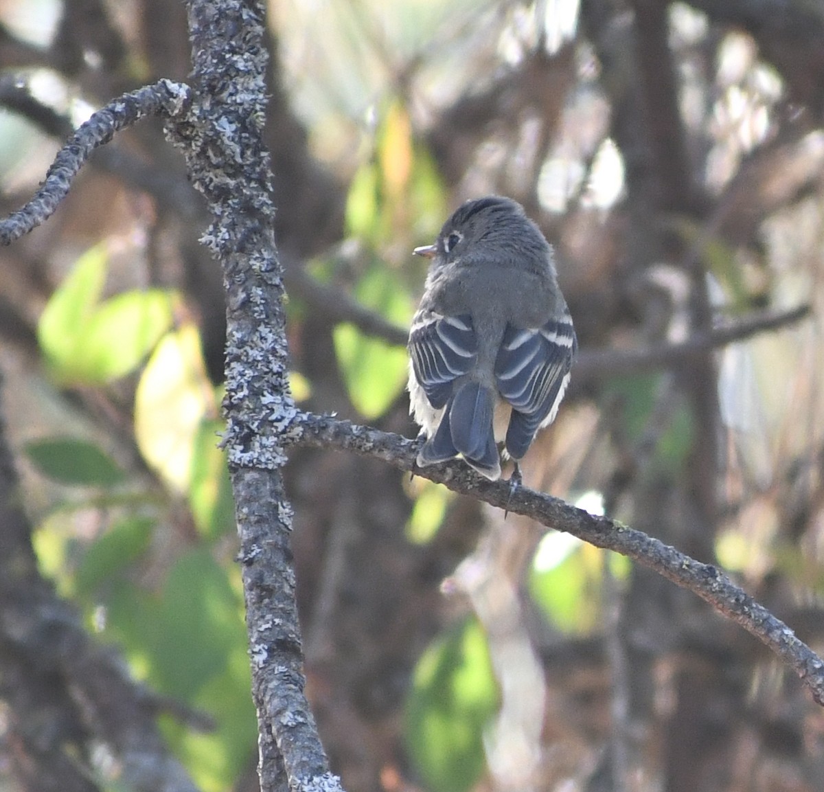 Gray Flycatcher - ML641574798
