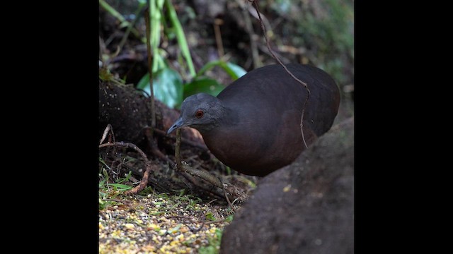 Brown Tinamou - ML641574820
