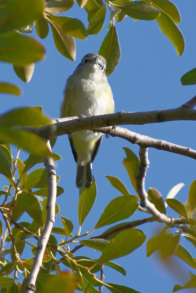 Cassin's Vireo - ML641574826
