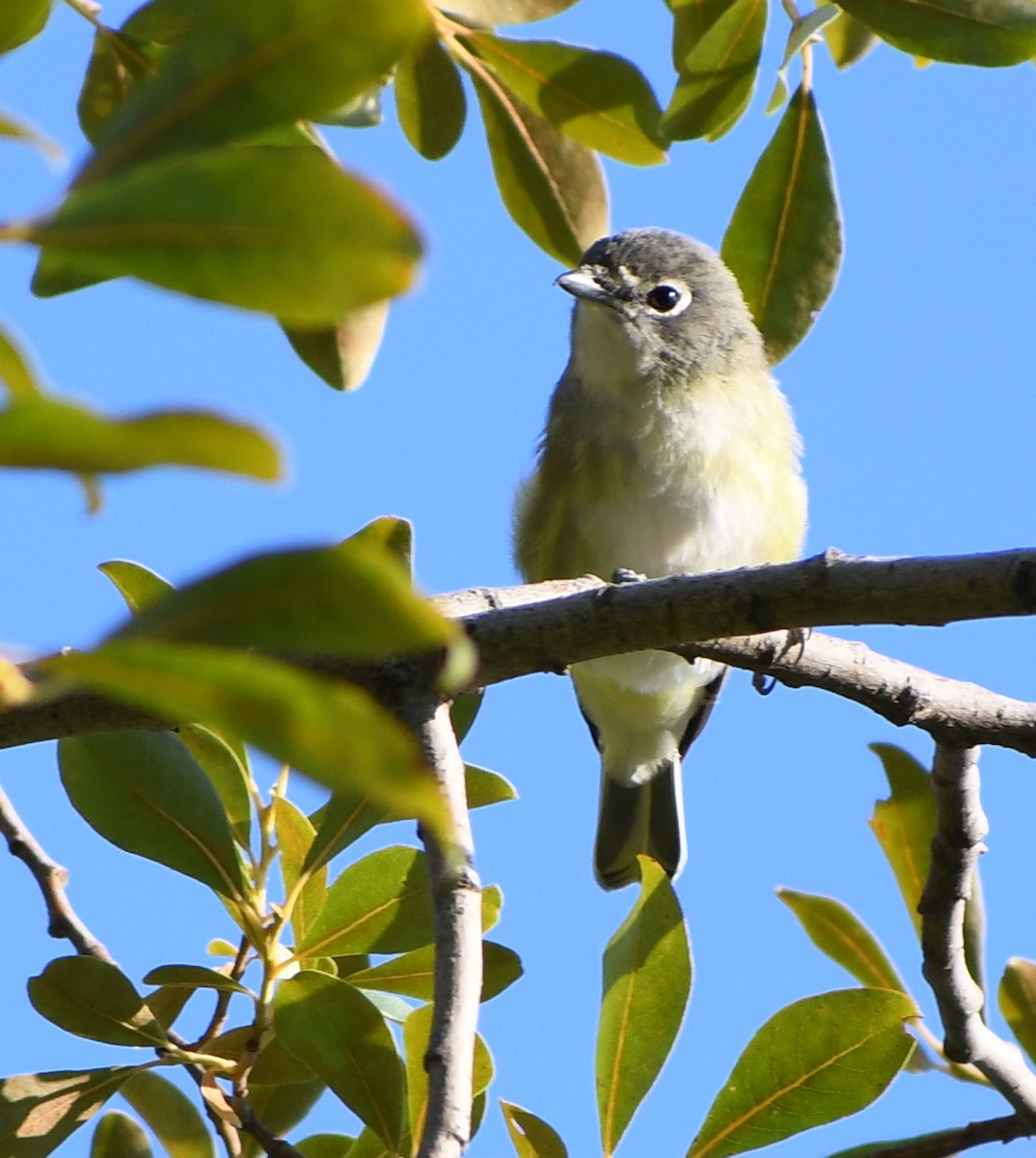 Cassin's Vireo - ML641574827