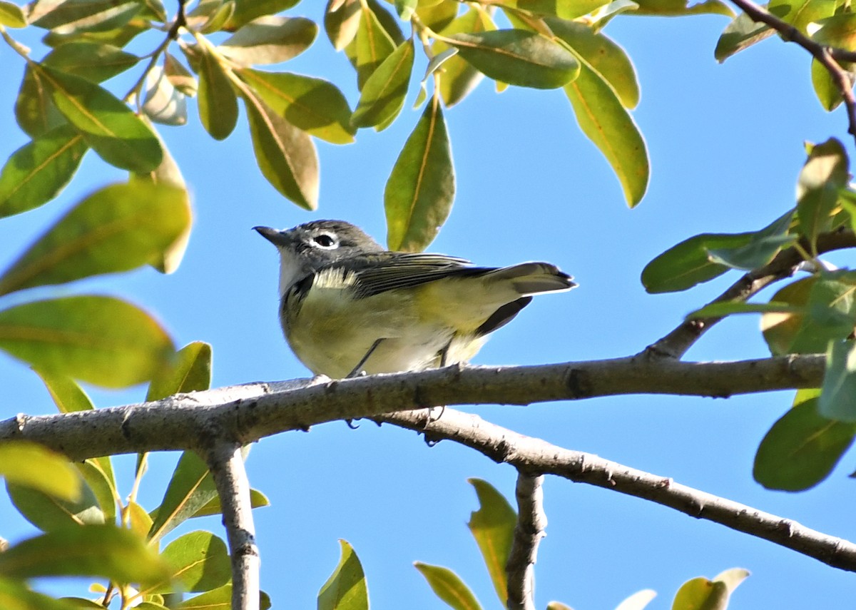 Cassin's Vireo - ML641574828