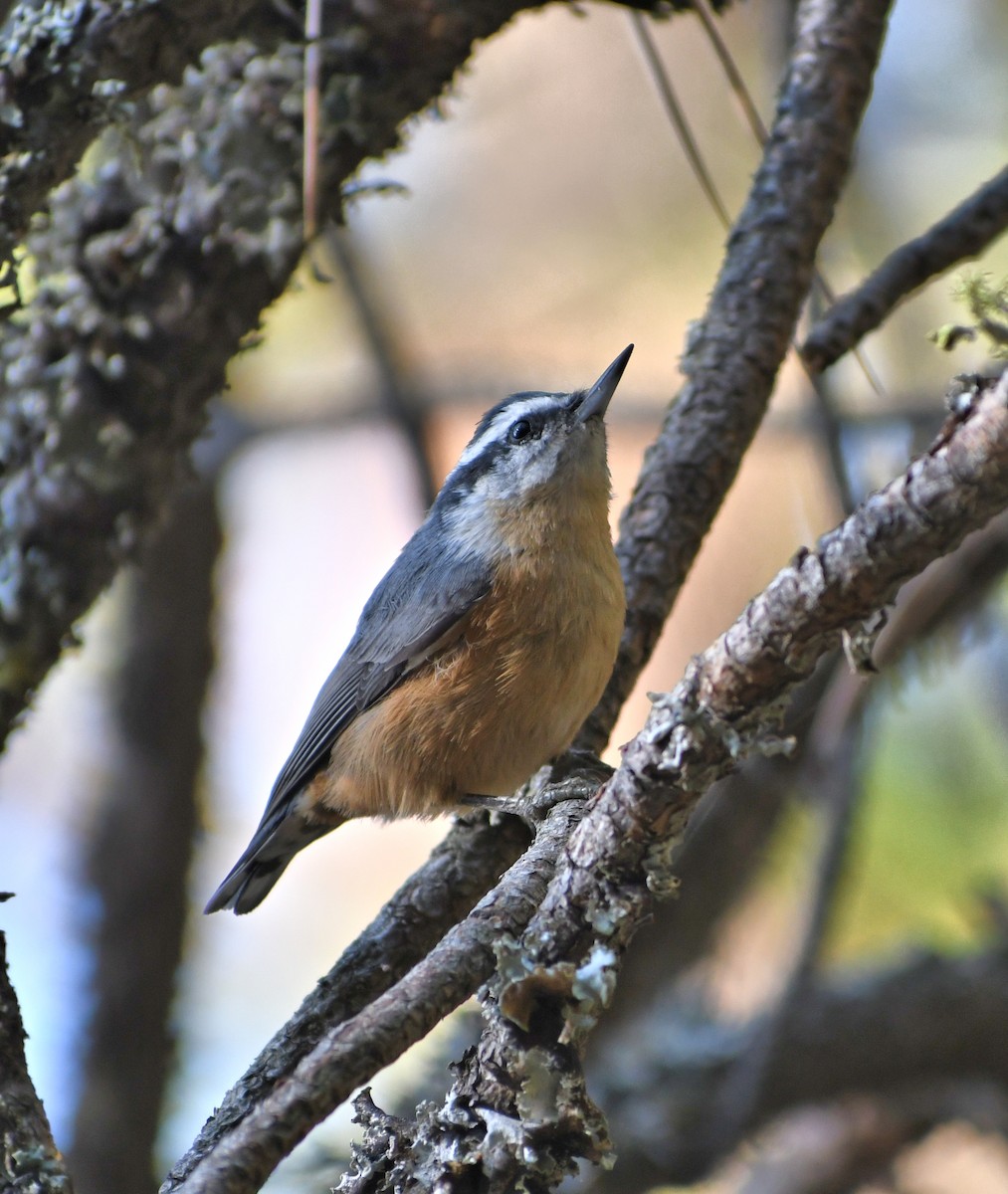 Red-breasted Nuthatch - ML641574857