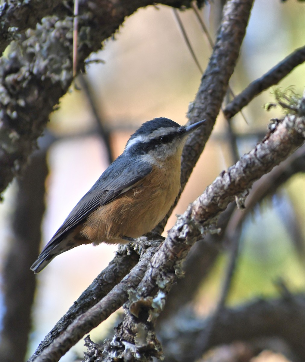 Red-breasted Nuthatch - ML641574858