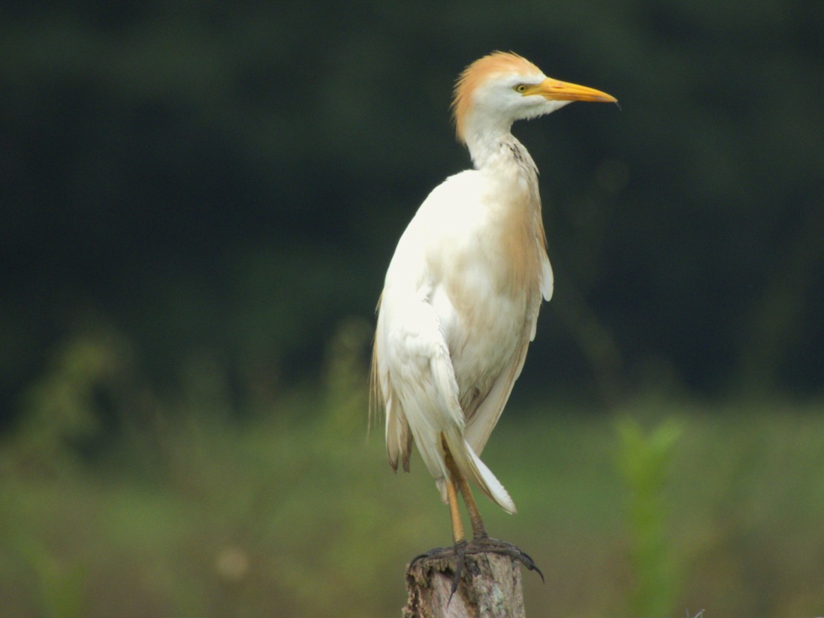 Western Cattle-Egret - ML641574874