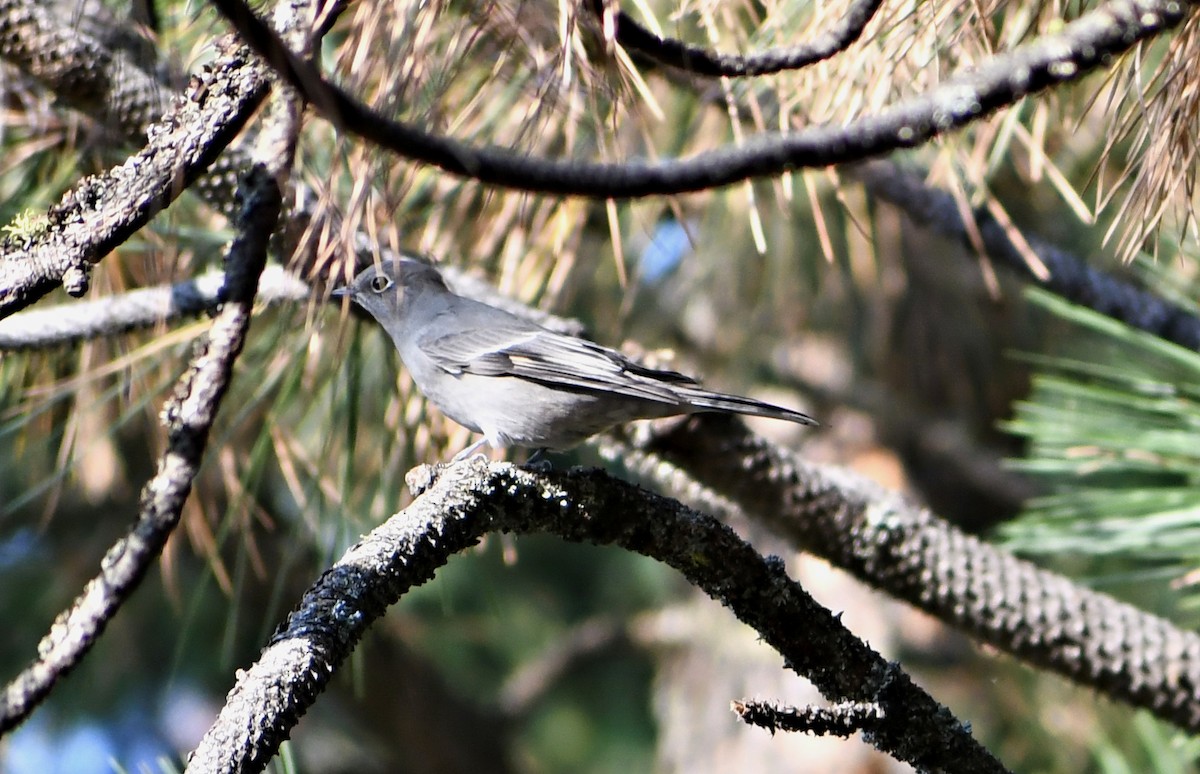Townsend's Solitaire - ML641574888