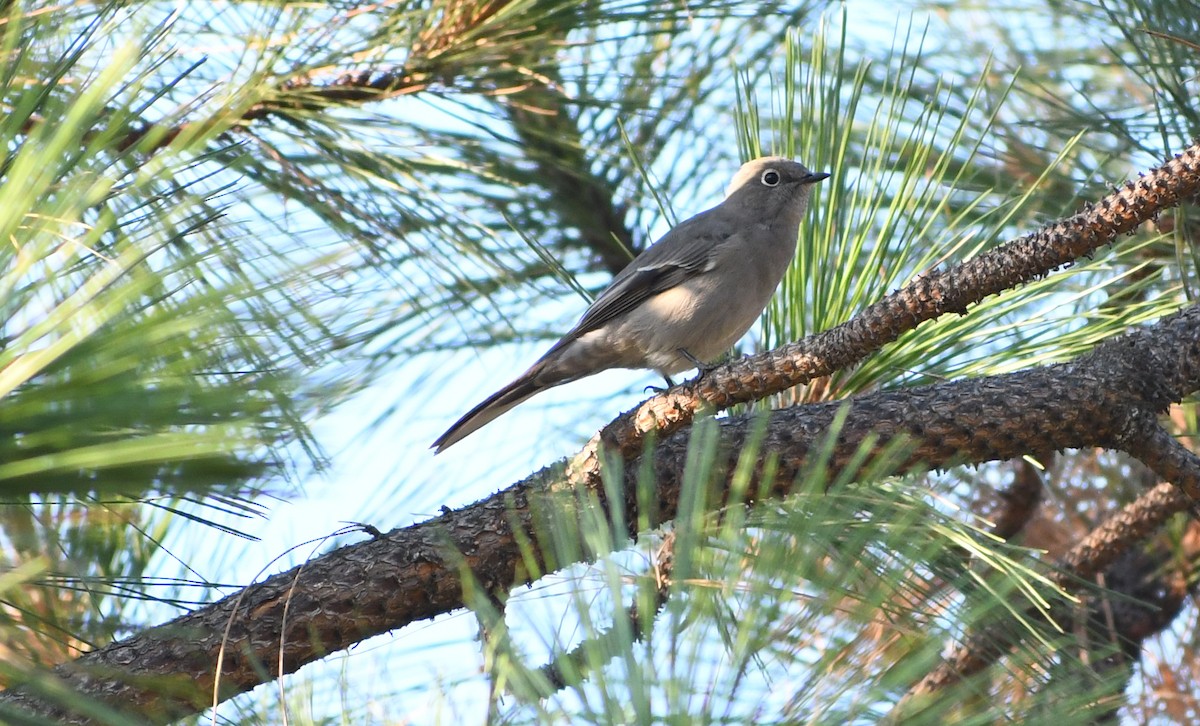 Townsend's Solitaire - ML641574889