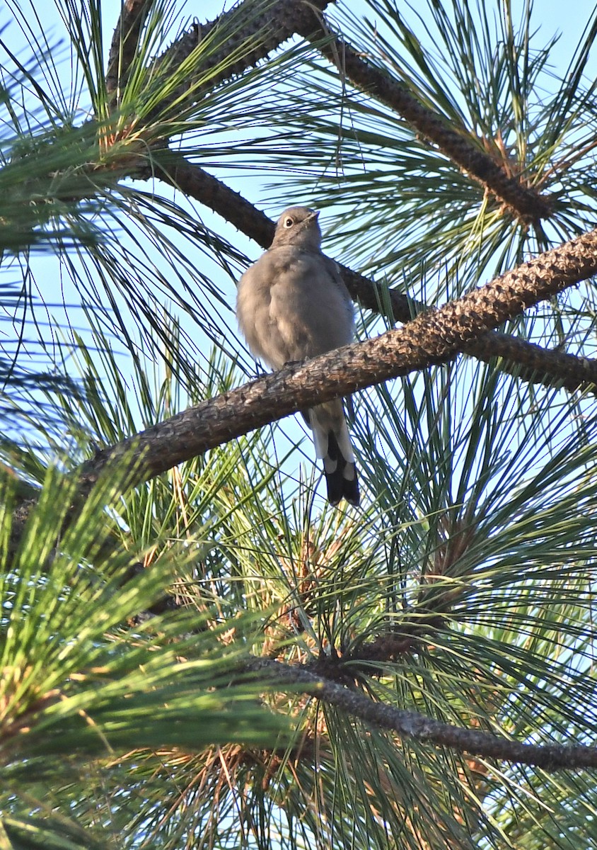 Townsend's Solitaire - ML641574890