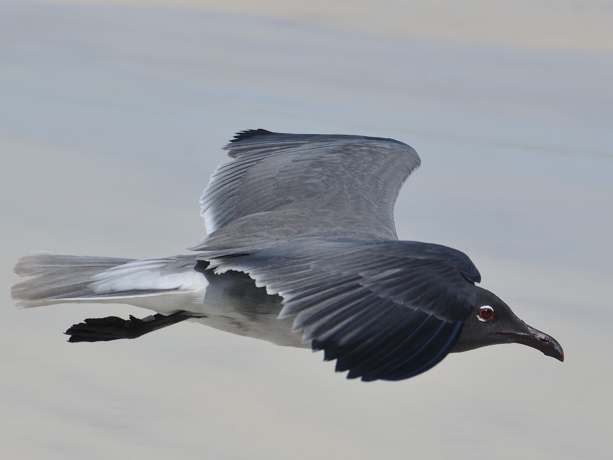 Lava Gull - ML641574895