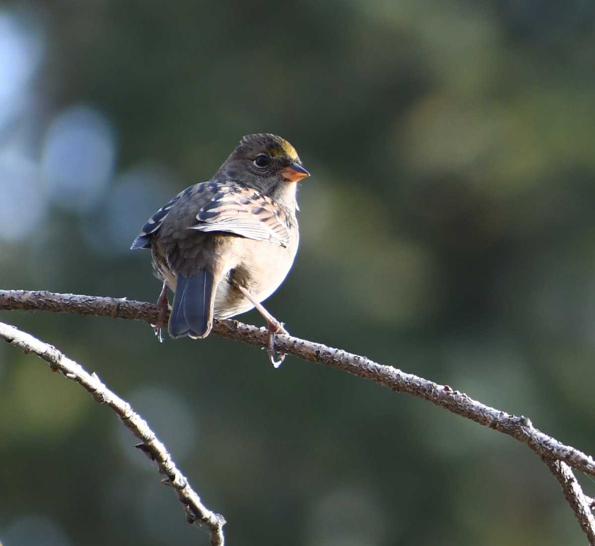 Golden-crowned Sparrow - ML641574904