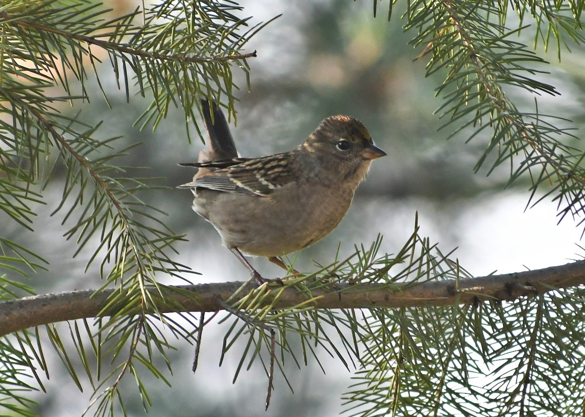 Golden-crowned Sparrow - ML641574907