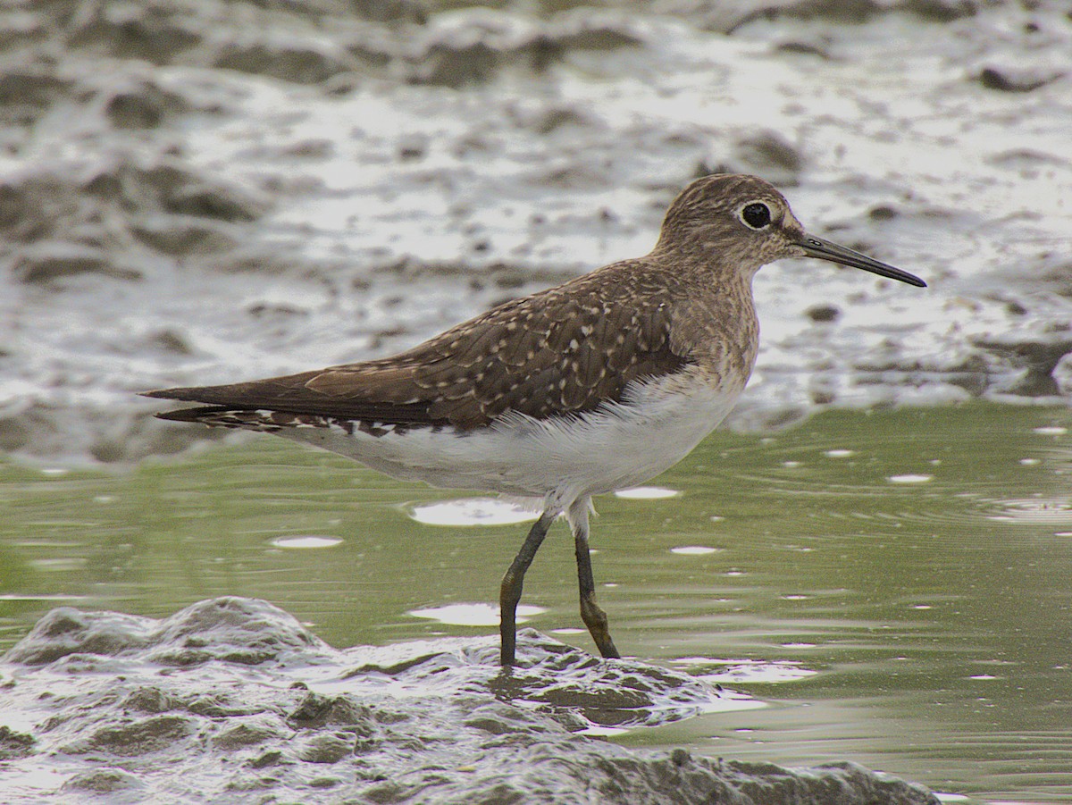 Solitary Sandpiper - ML641574910