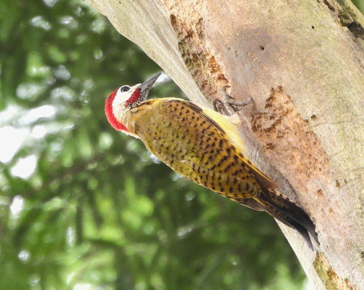 Spot-breasted Woodpecker - ML641574931