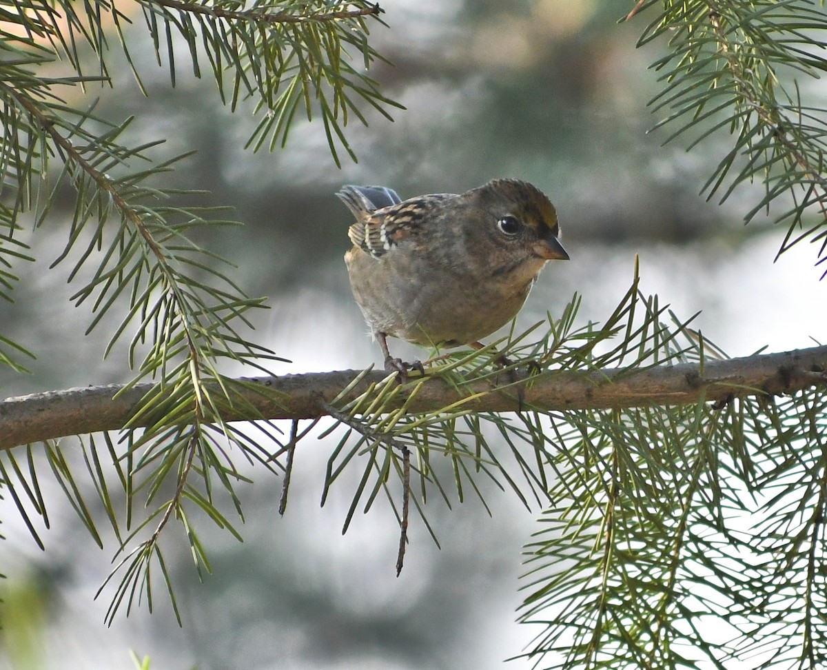 Golden-crowned Sparrow - ML641574932