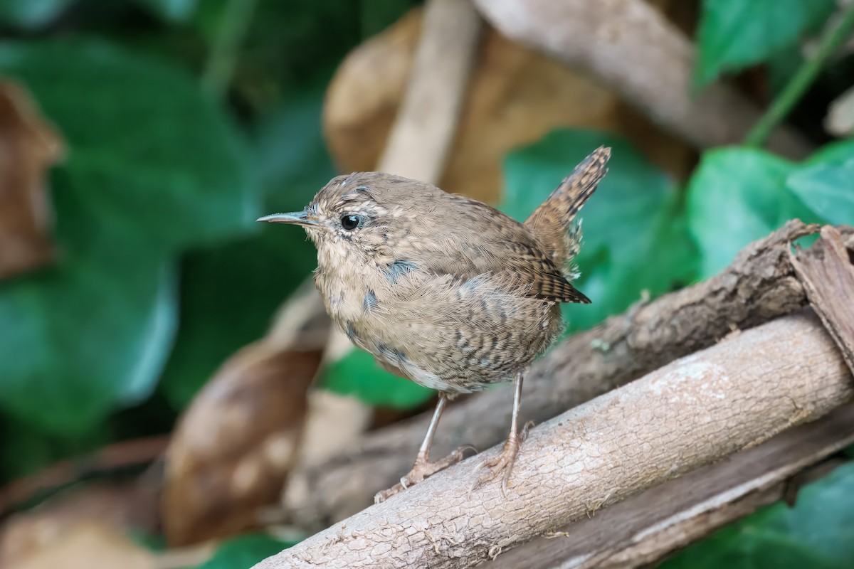 Pacific Wren - ML641574944