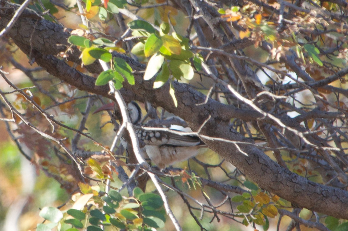Southern Red-billed Hornbill - ML641574958