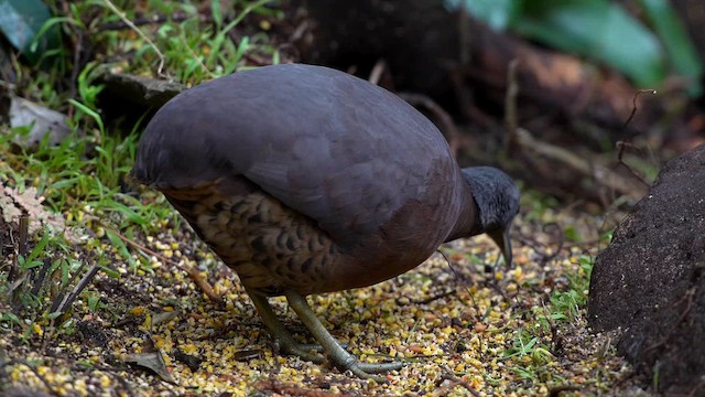 Brown Tinamou - ML641574979