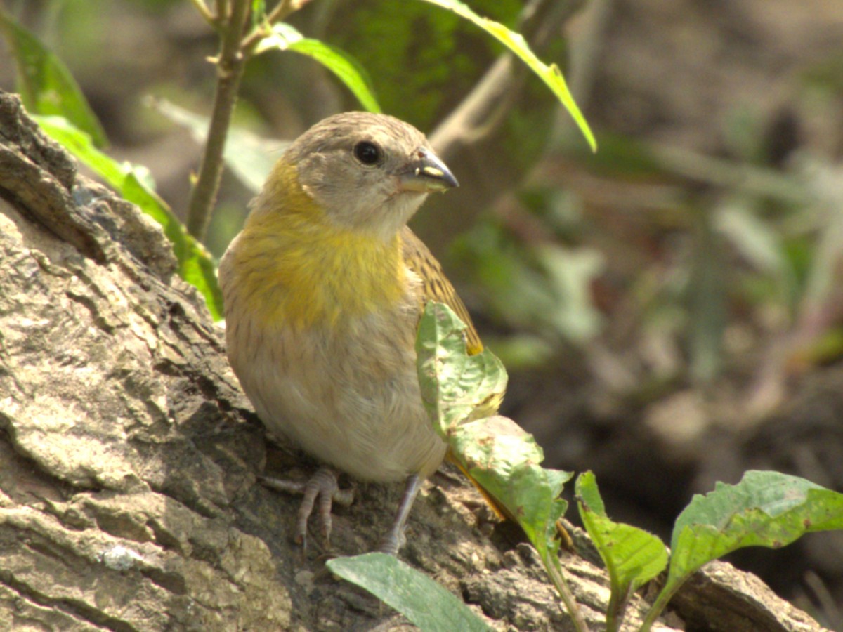 Saffron Finch - ML641574993