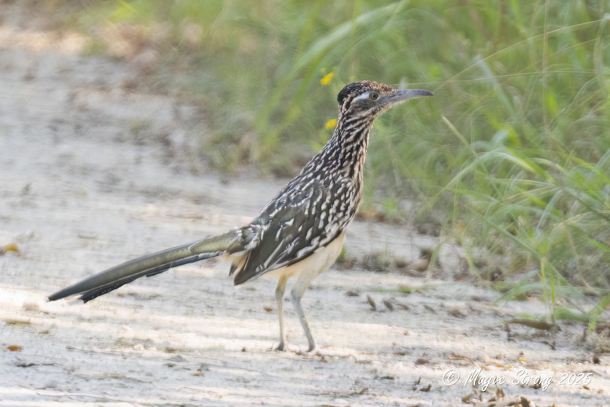 Greater Roadrunner - ML641574997